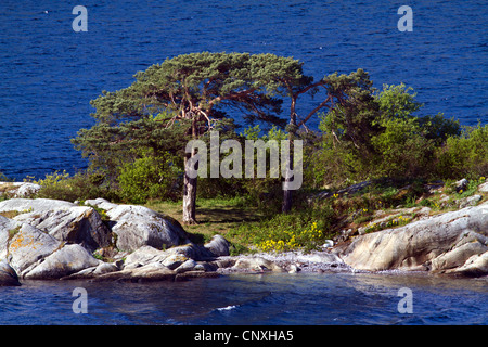 Pino silvestre, pino silvestre (Pinus sylvestris), su skerry, Norvegia Buskerud, Oslofjord Foto Stock