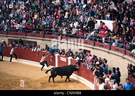 Il tradizionale Toro Embolao, bull in esecuzione e la corrida a Plaza de Toros de Los Barrios bullring, la Domenica di Pasqua 2012. Foto Stock