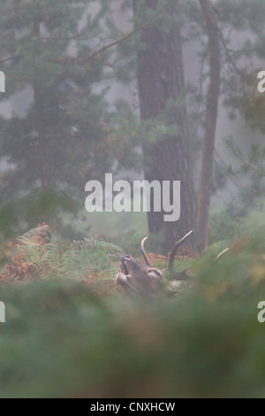 Il cervo (Cervus elaphus), rumoreggianti feste di addio al celibato in una foresta di nebbia di mattina, in Germania, in Sassonia, Oberlausitz Foto Stock