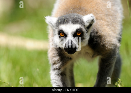 Anello-tailed lemur (Lemur catta), ritratto Foto Stock