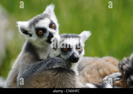 Anello-tailed lemur (Lemur catta), due individui abbracciando Foto Stock