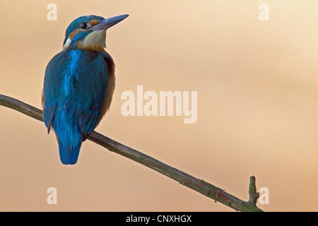 Fiume kingfisher (Alcedo atthis), maschio di una filiale in Germania, in Sassonia, Oberlausitz Foto Stock