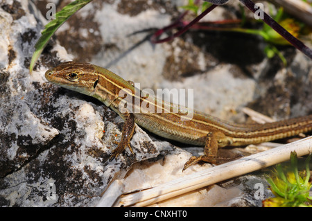 Parete dalmata lizard (Podarcis melisellensis), seduto su una pietra prendendo il sole, Montenegro, il Lago di Scutari Foto Stock