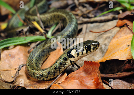 Balkan biscia dal collare (Natrix natrix persa), capretti sul suolo della foresta, Montenegro, Insel Ada Foto Stock