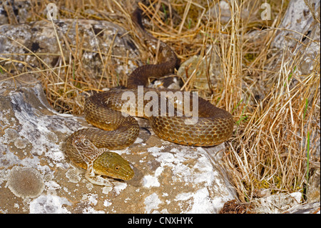 Biscia tassellata (Natrix tessellata), spellatura singoli, Montenegro, il Lago di Scutari Foto Stock