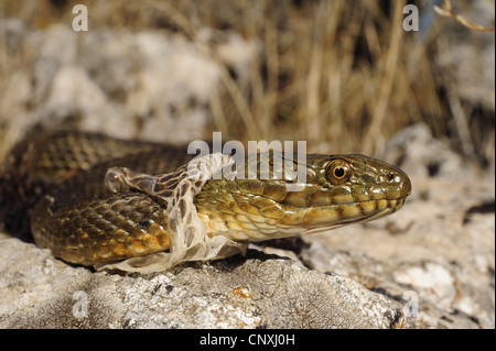 Biscia tassellata (Natrix tessellata), spellatura singoli, Montenegro, il Lago di Scutari Foto Stock