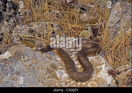 Biscia tassellata (Natrix tessellata), spellatura singoli, Montenegro, il Lago di Scutari Foto Stock