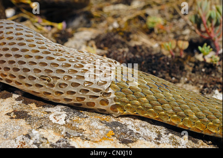 Biscia tassellata (Natrix tessellata), ripresa macro di un individuo di spellatura, Montenegro, il Lago di Scutari Foto Stock