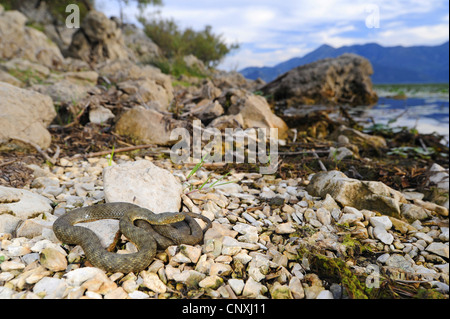 Biscia tassellata (Natrix tessellata), giacente sul litorale del Lago di Scutari, Montenegro, il Lago di Scutari Foto Stock