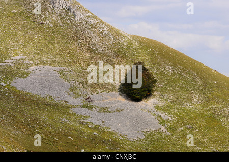 Unica struttura sul versante della montagna, Montenegro, Parco Nazionale Durmitor Foto Stock