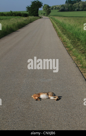 Unione lepre (Lepus europaeus), abbattuto lepre giacente su una strada, Austria, Burgenland Foto Stock