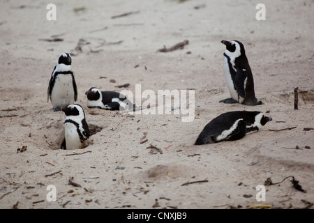 Un gruppo di pinguini africani sulla a Boulders Beach, Simon's Town, Sud Africa. Foto Stock