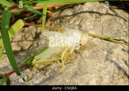 Esuvia di grasshopper giacente su roccia, Montenegro, il Lago di Scutari Foto Stock