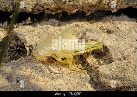 Esuvia di grasshopper giacente su roccia, Montenegro, il Lago di Scutari Foto Stock