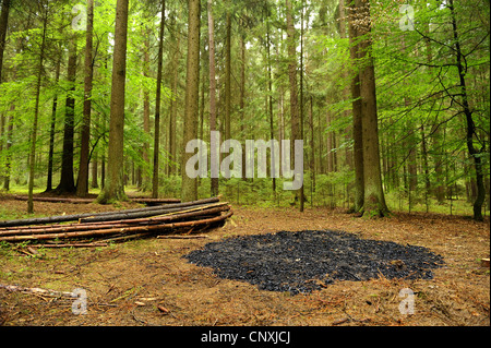 Abete (Picea abies), il posto del fuoco in una foresta di abeti rossi, in Germania, in Baviera, il Palatinato Superiore Foto Stock