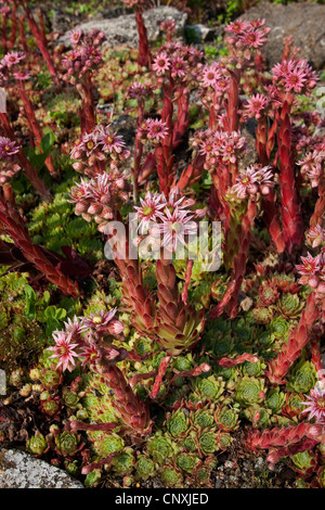 Ragnatela Casa Porro, ragnatela semprevivo (Sempervivum arachnoideum), fioritura, Germania Foto Stock