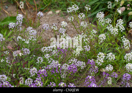 Sweet Alison, dolce Alyssum, Seaside Lobularia (Lobularia maritima), fioritura Foto Stock