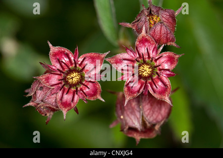 Marsh cinquefoil, marsh cinque dita, viola cinquefoil (Potentilla palustris, Comarum palustre), fioritura, Germania Foto Stock