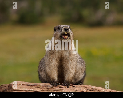 Annoso marmotta (Marmota caligata), seduta su una roccia nella prateria sibilo, STATI UNITI D'AMERICA, Montana, ghiacciaio Natioanl Park Foto Stock