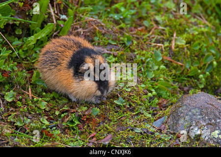 Norvegia lemming (Lemmus lemmus), alimentazione, Norvegia Foto Stock