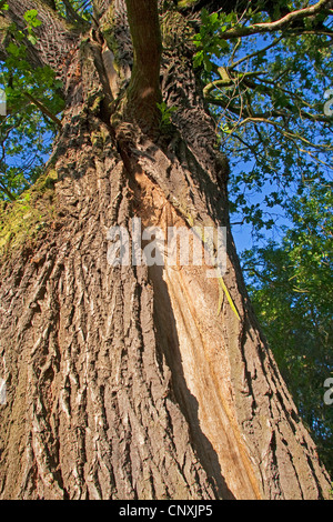 Comune di Quercia farnia, farnia (Quercus robur), fulmine i danni di una vecchia quercia, una profonda spaccatura nel tronco di albero, Germania Foto Stock