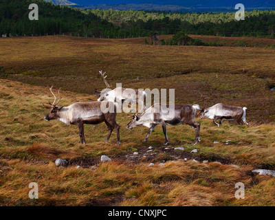 Renne europea, europeo Caribou Coffee Company (Rangifer tarandus tarandus), maschi pascolare in un heath, Regno Unito, Scozia, Cairngorms National Park Foto Stock