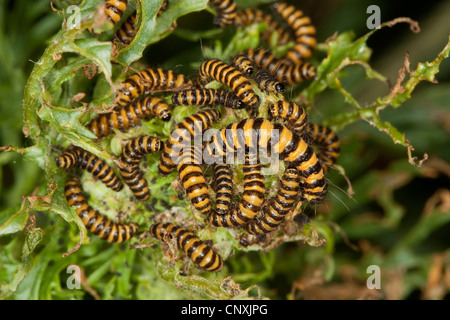 Il cinabro tarma (Tyria jacobaeae), Caterpillar alimentazione su tansy erba tossica, Germania Foto Stock