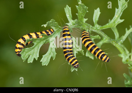 Il cinabro tarma (Tyria jacobaeae), Caterpillar alimentazione su tansy erba tossica, Germania Foto Stock