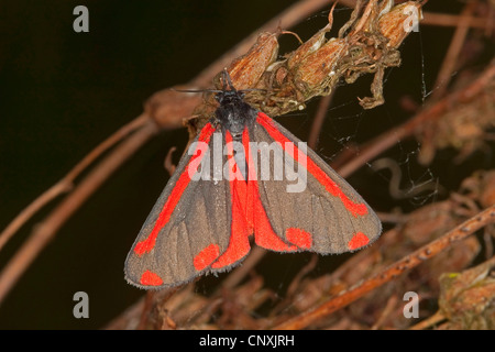 Il cinabro tarma (Tyria jacobaeae), seduti a germogli di soia, Germania Foto Stock