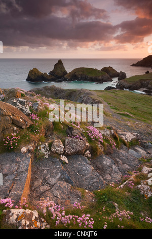 Costa sud-ovest sentiero che conduce a Kynance Cove sulla penisola di Lizard, Cornwall, Inghilterra. Molla (maggio) 2011. Foto Stock