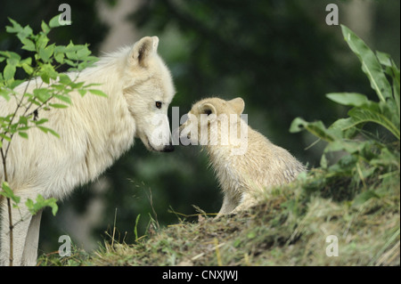 Arctic Wolf, tundra lupo (Canis lupus albus, Canis lupus arctos), cucciolo di lupo e lupa Foto Stock
