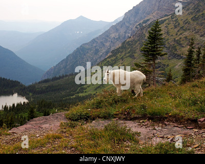 Capre di montagna (Oreamnos americanus), stando in piedi in un prato di montagna, STATI UNITI D'AMERICA, Montana, ghiacciaio Natioanl Park Foto Stock