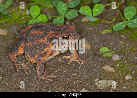 Europeo di rospo comune (Bufo bufo), seduto a terra, Germania Foto Stock