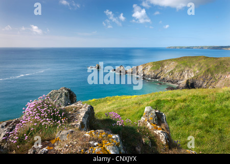 Mare parsimonia fioritura sul clifftops sopra Carrick Luz, con viste per la lucertola, Cornwall, Inghilterra. Molla (maggio) 2011 Foto Stock