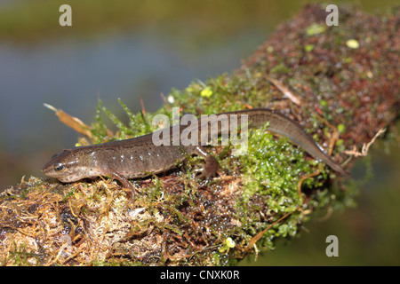 Newt liscia (maschio) Foto Stock