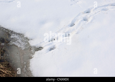 Unione Lontra di fiume, Lontra europea, lontra (Lutra lutra), le tracce nella neve per parzialmente congelato stagno, Germania Foto Stock