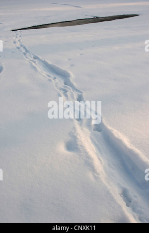 Unione Lontra di fiume, Lontra europea, lontra (Lutra lutra), le tracce nella neve per parzialmente congelato stagno, Germania Foto Stock