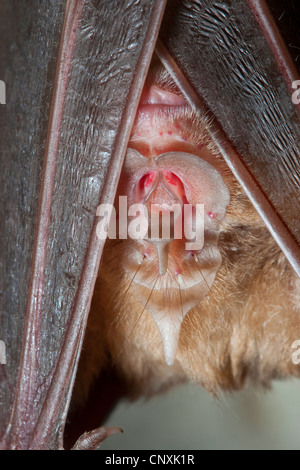 Mehely ferro di cavallo della bat (Myotis mehelyi, Rhinolophus mehelyi), dormendo in una grotta Foto Stock