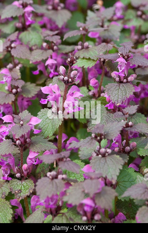 Avvistato dead-ortica, spotted deadnettle (Lamium maculatum), fioritura, Germania Foto Stock