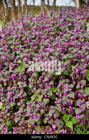 Avvistato dead-ortica, spotted deadnettle (Lamium maculatum), fioritura, Germania Foto Stock