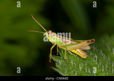 Comune di Prato grasshopper (Chorthippus parallelus), seduta su una foglia, Germania Foto Stock