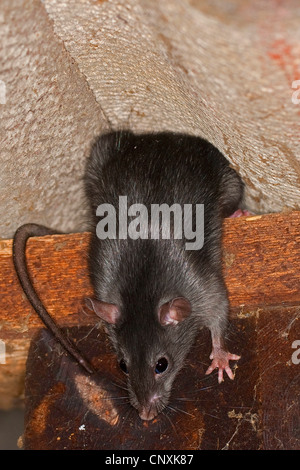 Nero, ratto ratto del tetto, casa di ratto, nave di ratto (Rattus rattus), arrampicata in una stalla, Germania Foto Stock