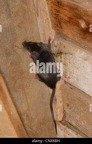 Nero, ratto ratto del tetto, casa di ratto, nave di ratto (Rattus rattus), arrampicata in una stalla, Germania Foto Stock