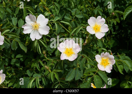 La rosa canina (Rosa canina), fioritura, Germania Foto Stock