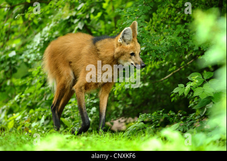 Crisocione (Chrysocyon brachyurus), in piedi di arbusti Foto Stock