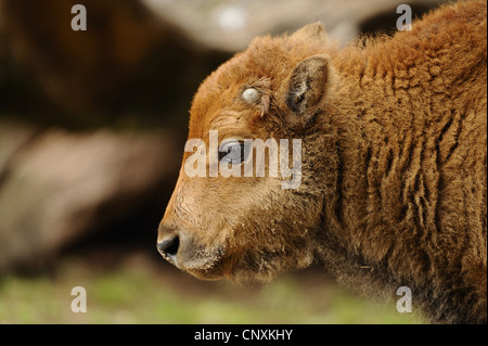 Bisonti americani, Buffalo (Bison bison), il ritratto di un vitello Foto Stock