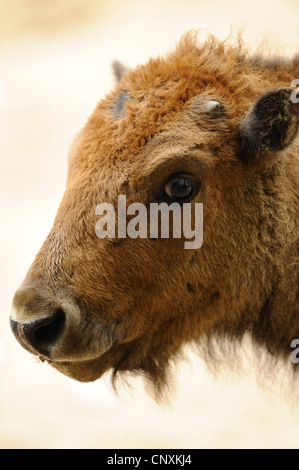 Bisonti americani, Buffalo (Bison bison), il ritratto di un vitello Foto Stock