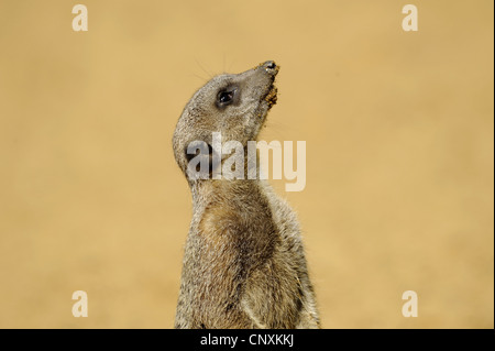 Suricate, sottile-tailed meerkat (Suricata suricatta), state edificate permanente di ricerca Foto Stock