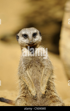 Suricate, sottile-tailed meerkat (Suricata suricatta), seduta state edificate Foto Stock