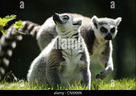 Anello-tailed lemur (Lemur catta), seduta in prato e guardando in alto Foto Stock